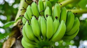 benefits of eating raw banana