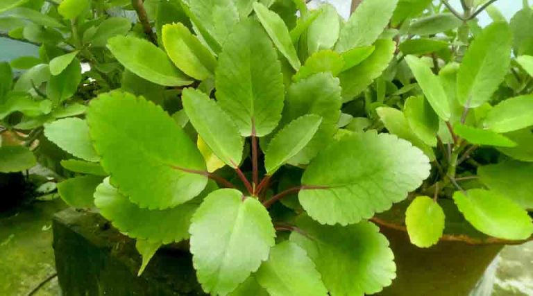 Benefits of Patharkuchi Leaves